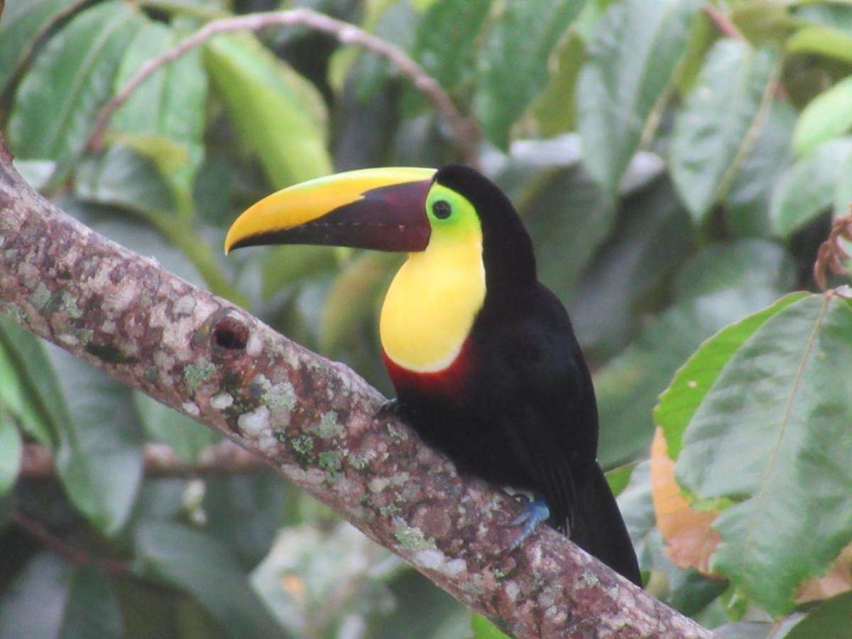 Toucan Lane Hotel And Restaurant Nuevo Arenal Exterior photo